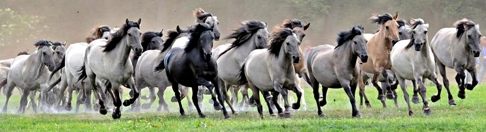 Cavalos